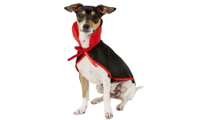 Dog vampire costume in black and red with a high collar and bow tie, 2-in-1 set, lightweight, durable and adjustable.