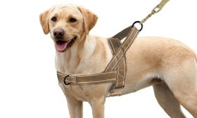 Soft Padded Reflective Dog Harness No Pull Brown soft padded reflective dog harness with no-pull design, enhanced visibility with adjustable straps, warm and soft.
