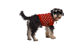 Dog wearing a cosy red sweater with white heart patterns, machine and hand washable for eacy maintenance.