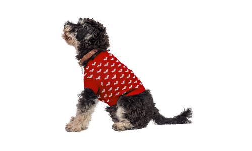 Dog wearing a cosy red sweater with white heart patterns, perfect for warmth and style during colder seasons.