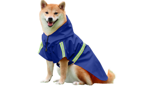 Shiba Inu in a waterproof blue raincoat with reflective strips, easy on and off straps, for rainy walks.
