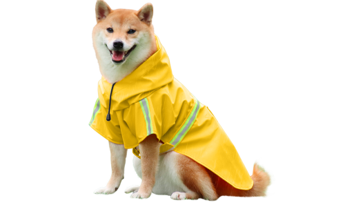 Shiba Inu in a waterproof yellow raincoat with reflective strips, easy on and off straps, for rainy walks.