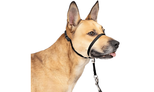 Black no-pull dog head collar with adjustable black strap and padded nose loop, to prevent pulling during walks, size small.