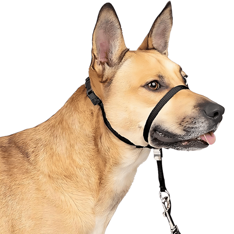 No Pull Dog Head Collar with Padded Nose Loop Black no-pull dog head collar with adjustable black strap and padded nose loop, to prevent pulling during walks, size small.