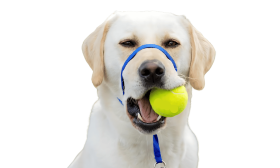 No Pull Dog Head Collar with Padded Nose Loop Blue no-pull dog head collar with adjustable black strap and padded nose loop, to prevent pulling during walks, size large.