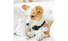 No-shock anti-bark dog collar with a paw print design, adjustable, fits dogs weighing 12 to 110 lbs up to 22 inches.