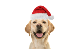 Christmas Santa Hat for Dogs and Cats
