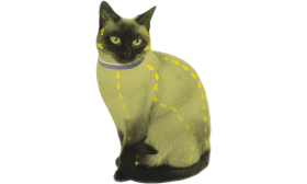 Natural Flea and Tick Collar For Cat Cat wearing a flea and tick collar, all over-protective coverage against fleas, ticks, lice, and mosquitoes.