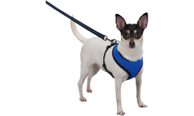 Dog wearing a blue mesh dog harness, lightweight, attached to a leash, showing the harness fit and comfort for dogs.