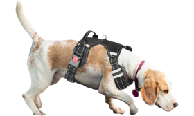 Dog wearing no pull harness, small size, showcasing secure fit and reflective details, for safe walks and outdoor adventures.
