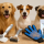Dog Grooming 101: Groom Your Dog Based on Their Coat and Breed