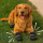 How to Choose the Best Walking Shoes & Boots for Your Dog Walks